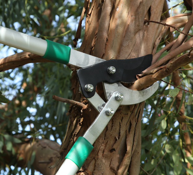 élagueurs grimpeurs à Sémalens près de Castres dans le Tarn 81